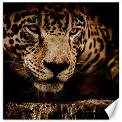 Jaguar Water Stalking Eyes Canvas 16  X 16   by BangZart