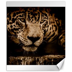 Jaguar Water Stalking Eyes Canvas 20  X 24   by BangZart