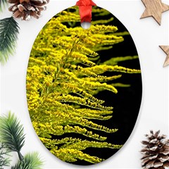 Golden Rod Gold Diamond Ornament (oval) by BangZart