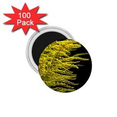 Golden Rod Gold Diamond 1 75  Magnets (100 Pack)  by BangZart