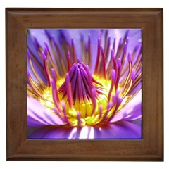 Flower Blossom Bloom Nature Framed Tiles by BangZart