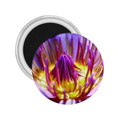 Flower Blossom Bloom Nature 2 25  Magnets by BangZart