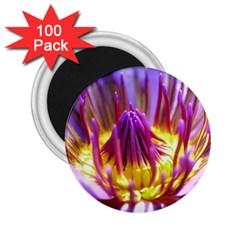 Flower Blossom Bloom Nature 2 25  Magnets (100 Pack)  by BangZart