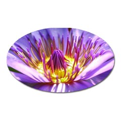 Flower Blossom Bloom Nature Oval Magnet by BangZart