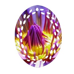 Flower Blossom Bloom Nature Ornament (oval Filigree) by BangZart