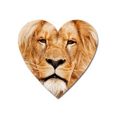 Africa African Animal Cat Close Up Heart Magnet by BangZart