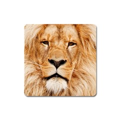 Africa African Animal Cat Close Up Square Magnet by BangZart