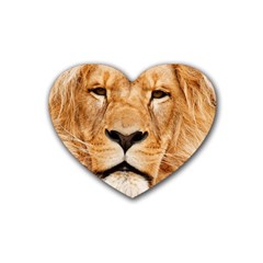 Africa African Animal Cat Close Up Heart Coaster (4 Pack)  by BangZart