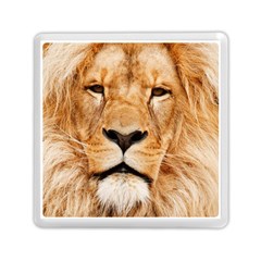 Africa African Animal Cat Close Up Memory Card Reader (square)  by BangZart