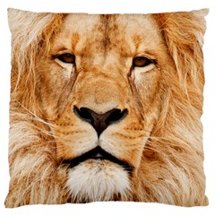 Africa African Animal Cat Close Up Large Cushion Case (two Sides) by BangZart