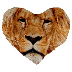 Africa African Animal Cat Close Up Large 19  Premium Flano Heart Shape Cushions by BangZart