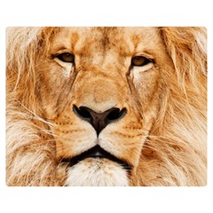 Africa African Animal Cat Close Up Double Sided Flano Blanket (medium)  by BangZart