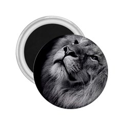 Feline Lion Tawny African Zoo 2 25  Magnets by BangZart