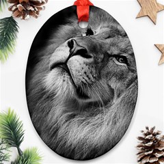 Feline Lion Tawny African Zoo Ornament (oval) by BangZart