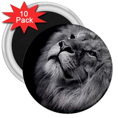 Feline Lion Tawny African Zoo 3  Magnets (10 Pack)  by BangZart