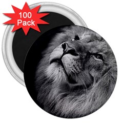 Feline Lion Tawny African Zoo 3  Magnets (100 Pack) by BangZart