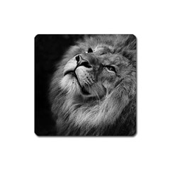 Feline Lion Tawny African Zoo Square Magnet by BangZart