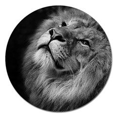 Feline Lion Tawny African Zoo Magnet 5  (round) by BangZart