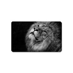 Feline Lion Tawny African Zoo Magnet (name Card) by BangZart