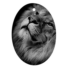 Feline Lion Tawny African Zoo Oval Ornament (two Sides) by BangZart