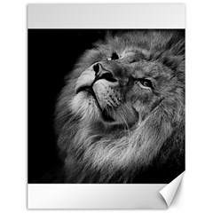 Feline Lion Tawny African Zoo Canvas 12  X 16   by BangZart