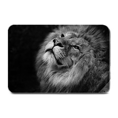 Feline Lion Tawny African Zoo Plate Mats by BangZart