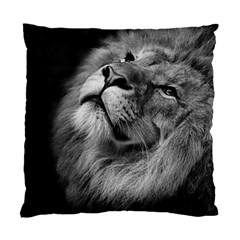 Feline Lion Tawny African Zoo Standard Cushion Case (two Sides) by BangZart