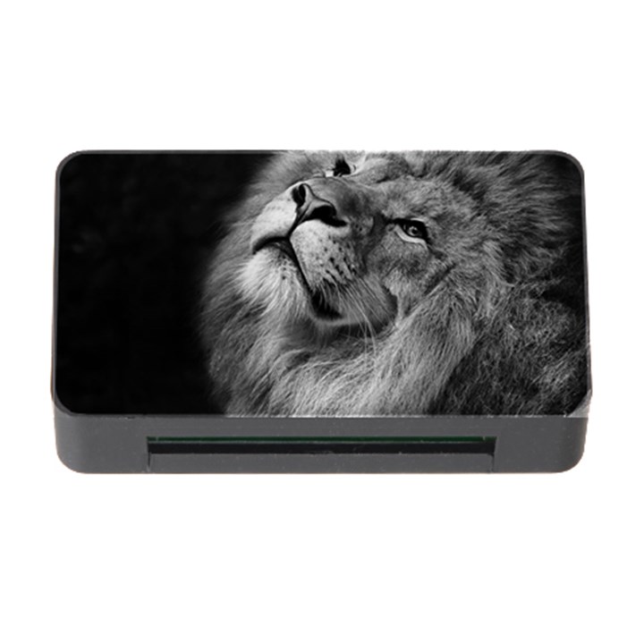 Feline Lion Tawny African Zoo Memory Card Reader with CF