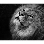 Feline Lion Tawny African Zoo Deluxe Canvas 14  x 11  14  x 11  x 1.5  Stretched Canvas