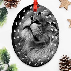 Feline Lion Tawny African Zoo Ornament (oval Filigree) by BangZart