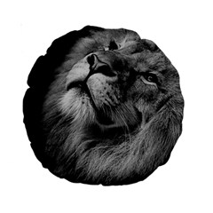 Feline Lion Tawny African Zoo Standard 15  Premium Round Cushions by BangZart