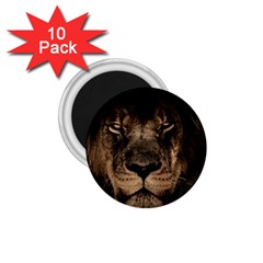 African Lion Mane Close Eyes 1 75  Magnets (10 Pack)  by BangZart