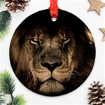 African Lion Mane Close Eyes Round Ornament (Two Sides) Back