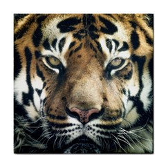 Tiger Bengal Stripes Eyes Close Tile Coasters by BangZart