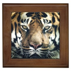 Tiger Bengal Stripes Eyes Close Framed Tiles by BangZart