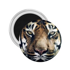 Tiger Bengal Stripes Eyes Close 2 25  Magnets by BangZart