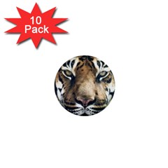 Tiger Bengal Stripes Eyes Close 1  Mini Buttons (10 Pack)  by BangZart