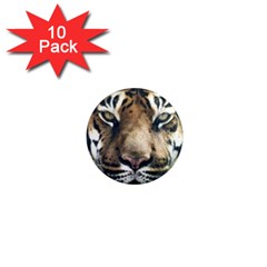 Tiger Bengal Stripes Eyes Close 1  Mini Magnet (10 Pack)  by BangZart