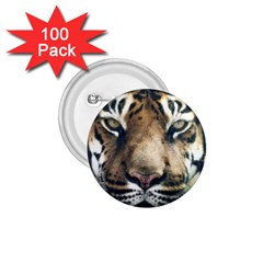 Tiger Bengal Stripes Eyes Close 1 75  Buttons (100 Pack)  by BangZart