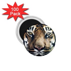 Tiger Bengal Stripes Eyes Close 1 75  Magnets (100 Pack)  by BangZart