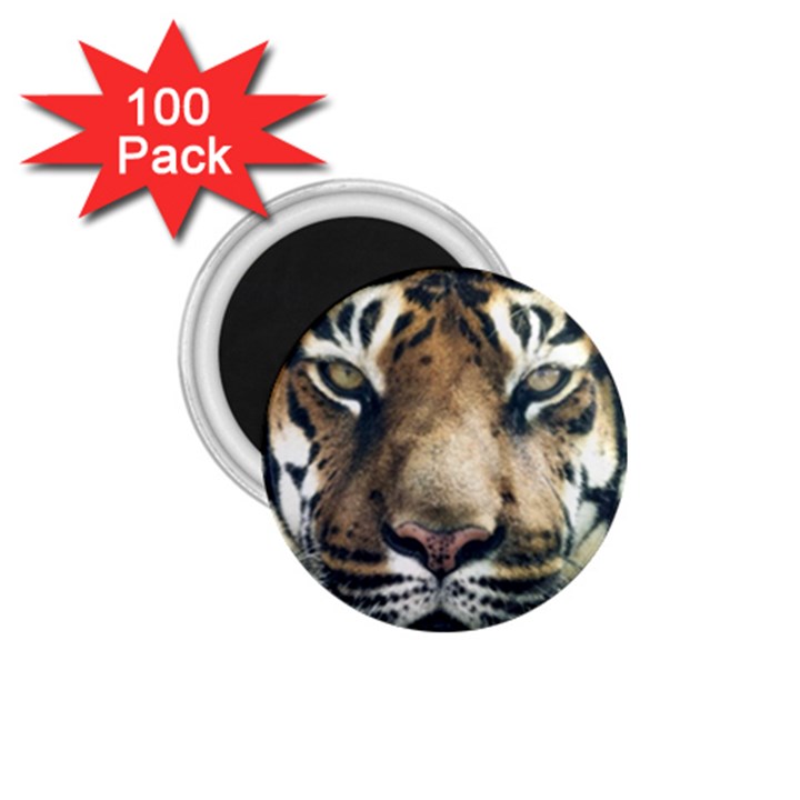 Tiger Bengal Stripes Eyes Close 1.75  Magnets (100 pack) 