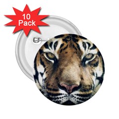 Tiger Bengal Stripes Eyes Close 2 25  Buttons (10 Pack)  by BangZart