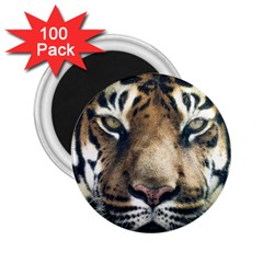 Tiger Bengal Stripes Eyes Close 2 25  Magnets (100 Pack)  by BangZart