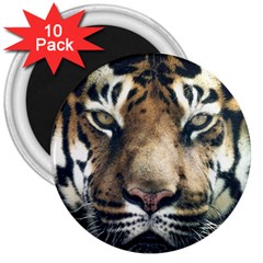 Tiger Bengal Stripes Eyes Close 3  Magnets (10 Pack)  by BangZart