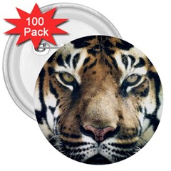 Tiger Bengal Stripes Eyes Close 3  Buttons (100 Pack)  by BangZart