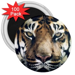 Tiger Bengal Stripes Eyes Close 3  Magnets (100 Pack) by BangZart