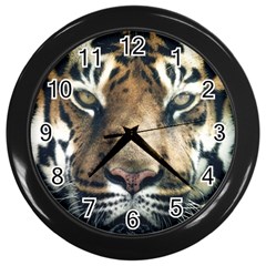 Tiger Bengal Stripes Eyes Close Wall Clocks (black) by BangZart