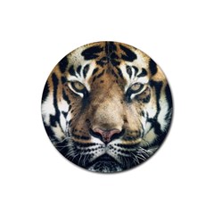 Tiger Bengal Stripes Eyes Close Rubber Round Coaster (4 Pack)  by BangZart