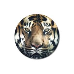 Tiger Bengal Stripes Eyes Close Magnet 3  (round) by BangZart