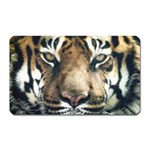 Tiger Bengal Stripes Eyes Close Magnet (Rectangular) Front